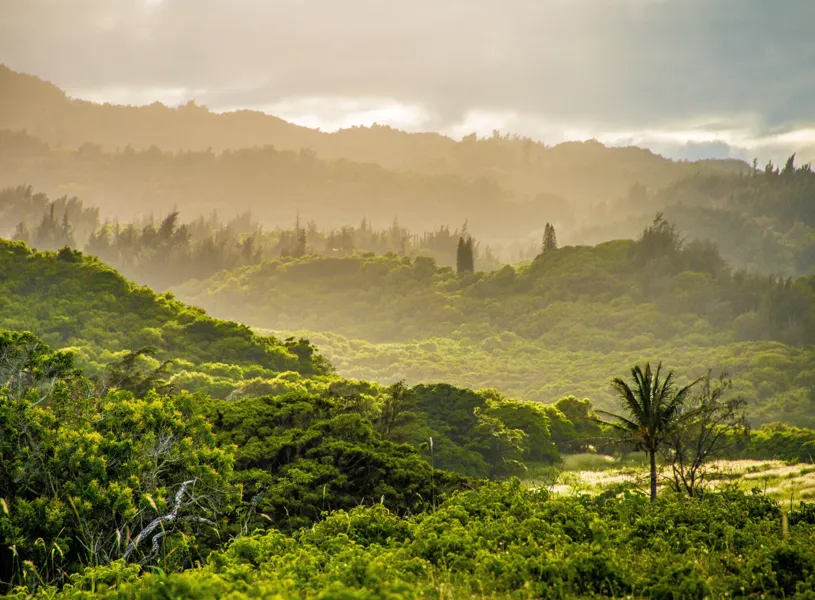 Hawaiian Legacy Forest Oahu Hawaii