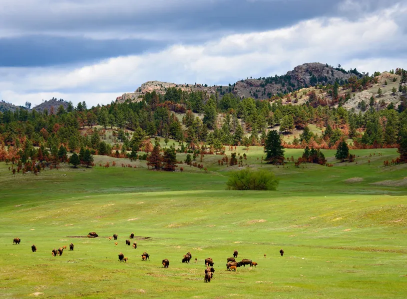 Landscape of the National Forest of Black Hills, USA