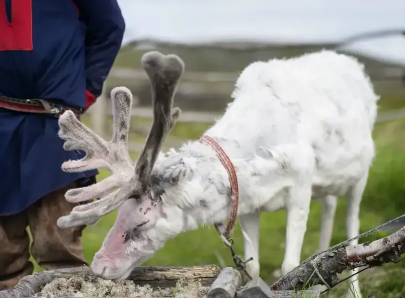 Scandic Nordkapp Hotel North Cape Reindeer Honningsvåg Norway