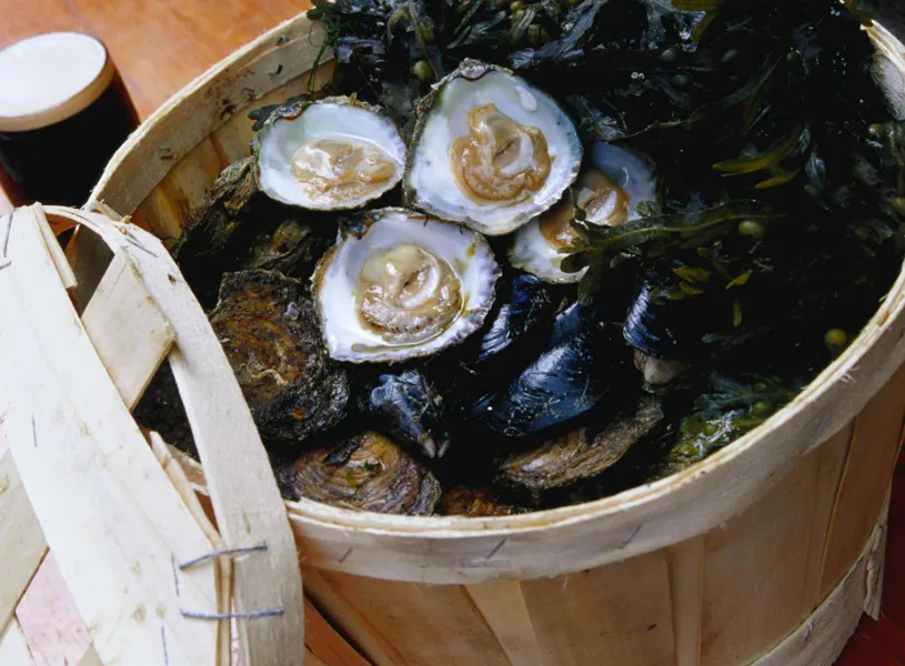 Close view of oysters in a bucket 