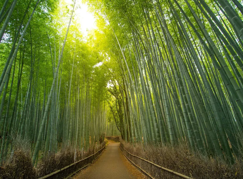 Sunlit bamboo forest pathway with tall green stalks in Kyoto, Japan