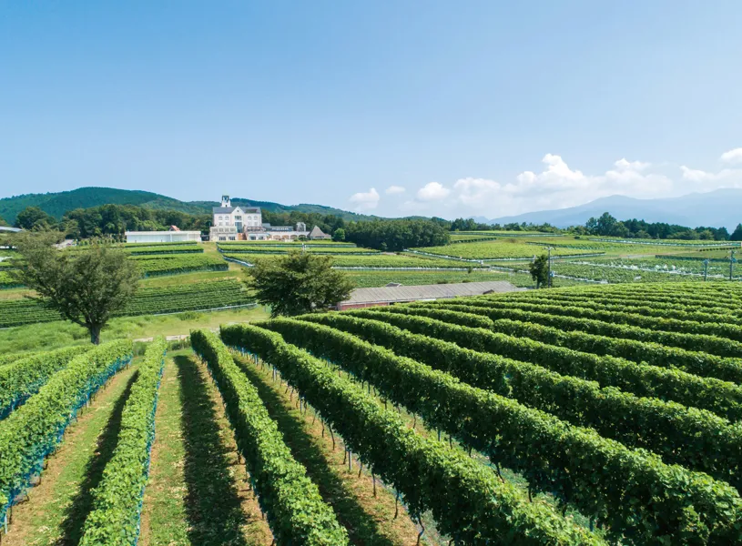 View of Vineyard Visit Lunch, Izu, Japan