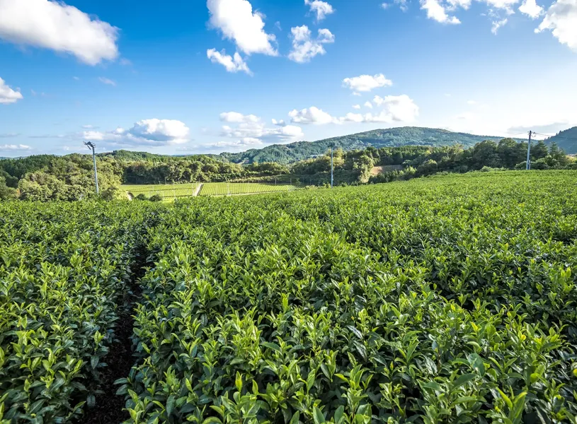 Mishima To Nagoya Tea Plantation Japan 