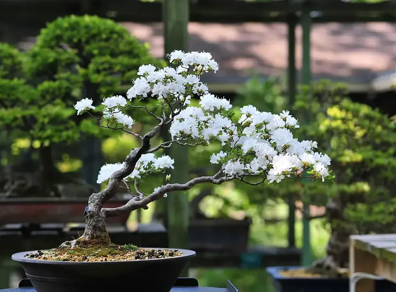 Bonsai Masterclass Tokyo Japan 