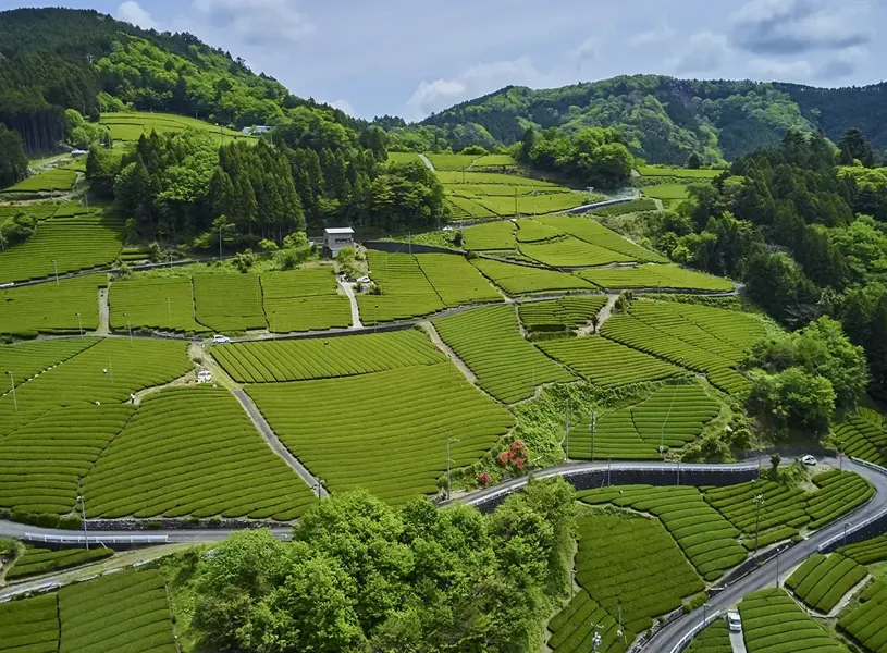 Honshu Tea Fields Shizuoka Japan 