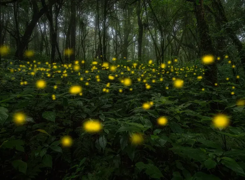 Firefly Flying In The Forest In Sukhotai, Thailand.