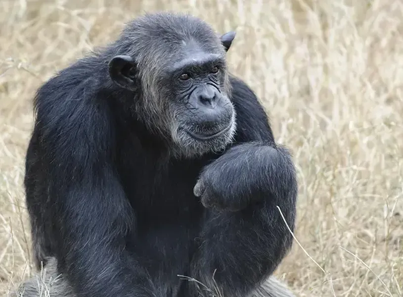 chimpanzee-sanctuary-ol-pejeta-kenya