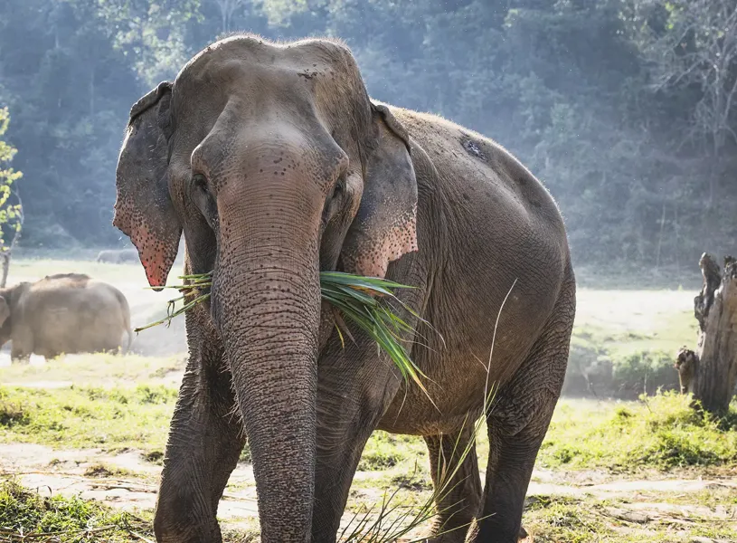 Elephant Nature Park Chiang Mai 