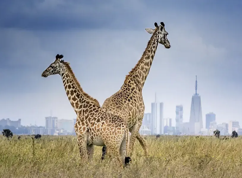 Scenic view of two giraffes in Nairobi National Park, Kenya 