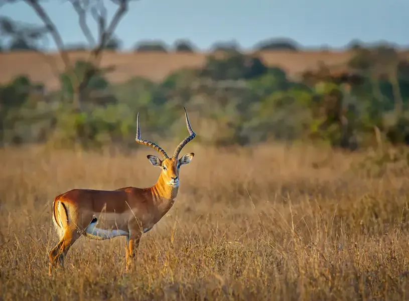 Scenic view of a gazelle in Ol Pejeta Conservancy in Nairobi, Kenya