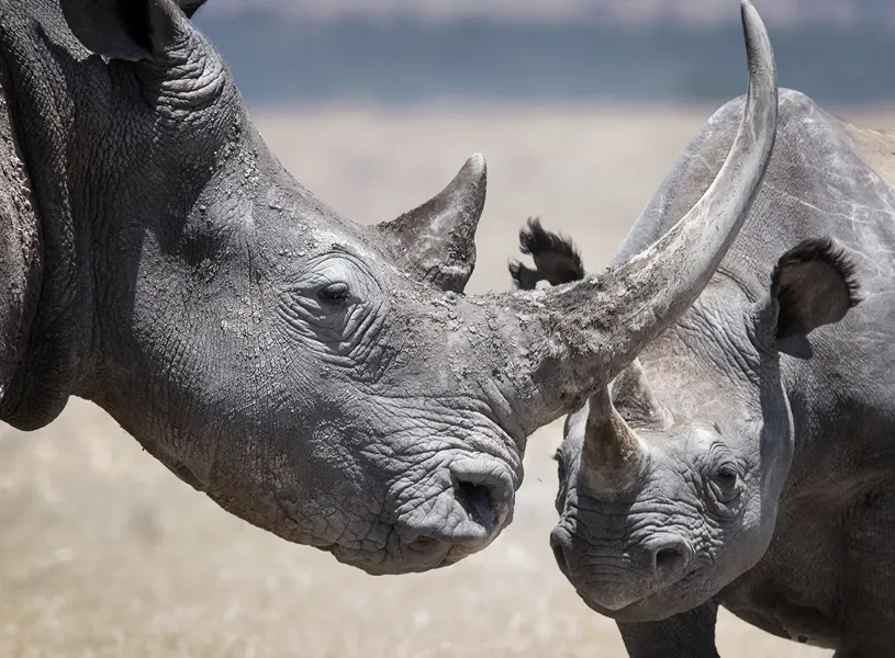 Two White Rhinos in Ol Pejeta Conservancy in Kenya