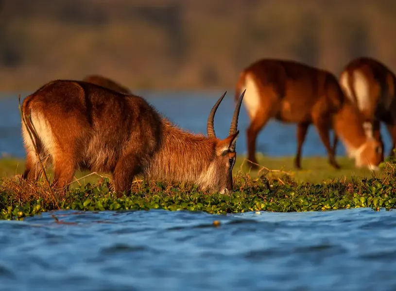 Scenic view of waterbucks in Lake Naivasha, Kenya 