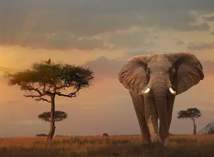 Scenic view of an elephant At Maasai Mara Reserve in Kenya 