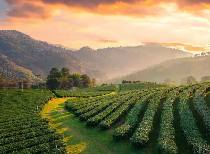 Tea Plantation Chiang Rai 