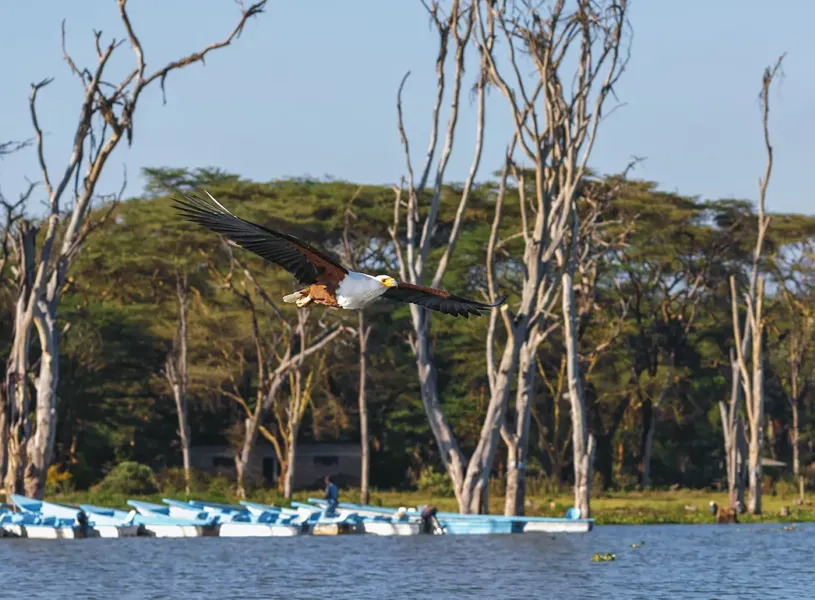 Naivasha Sopa Lodge Kenya 