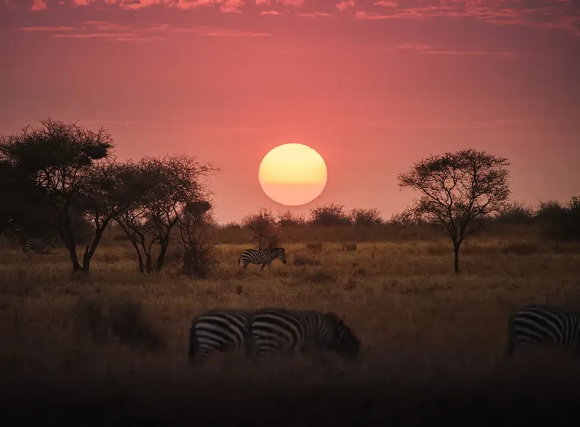 Zebras Tarangire Tanzania 