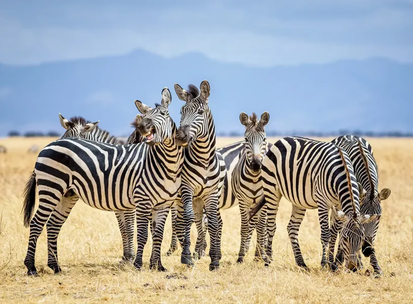 Wild Zebra Tarangire Tanzania 