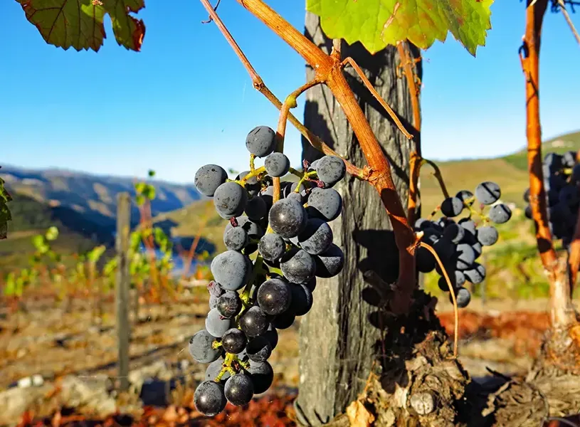 Grapes in a vineyard in the Douro Valley in Portugal 