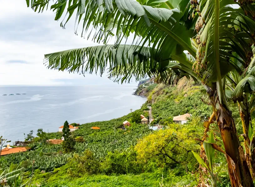 Traditional Madeiran houses and banana plantation in Funchal Portugal