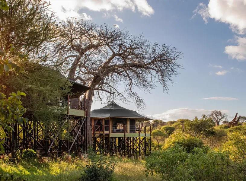 Exterior Tarangire Kuro Treetops Tanzania