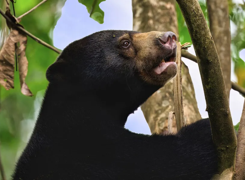 Malayan Sun Bear, Borneo, Malaysia
