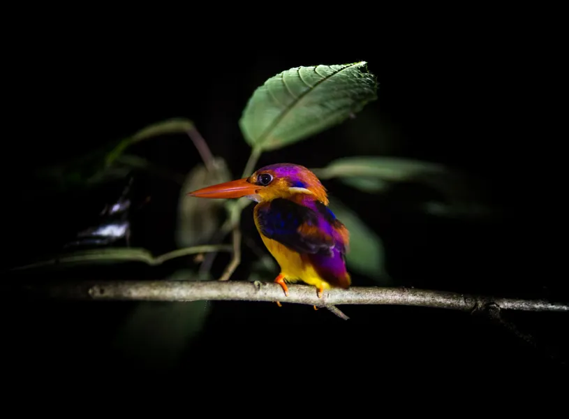 Oriental Dwarf Kingfisher, Kinabatangan River, Malaysia