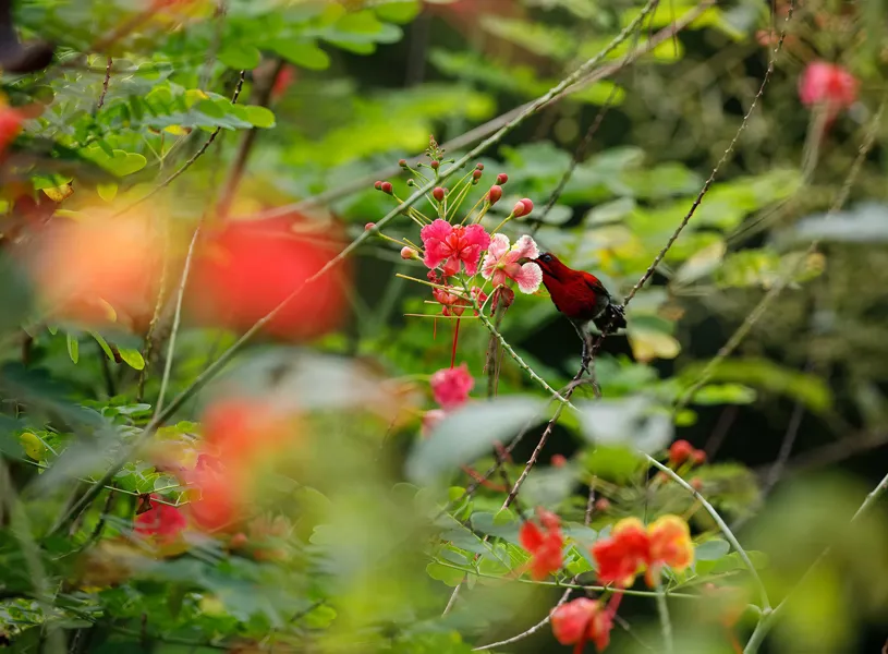 Sunbird in Kabili-Sepilok Forest Reserve, Sabah, Borneo, Malaysia.