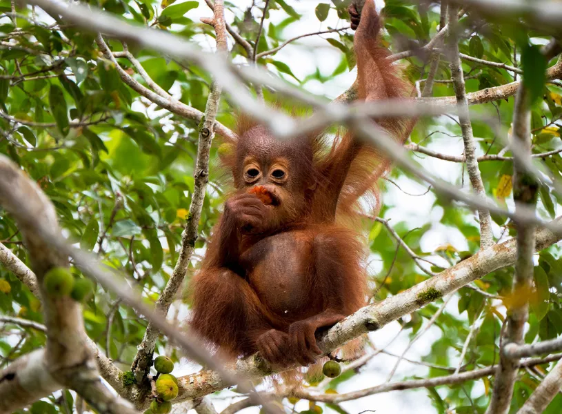 Visit the Orangutan Rehabilitation Centre, Sepilok, Malaysia