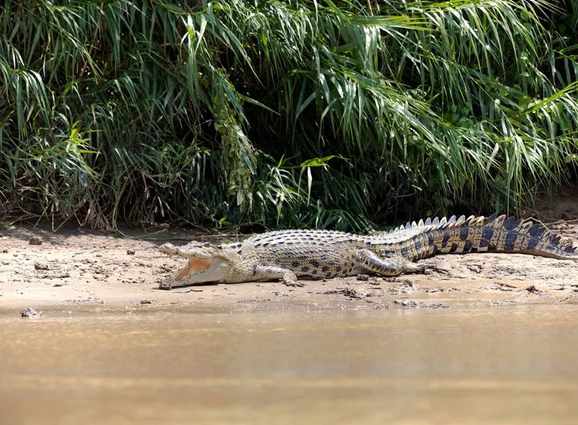 Salt Water Crocodile, Kinabatangan, River Malaysia