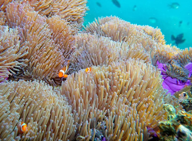 Coral Reef Malaysia
