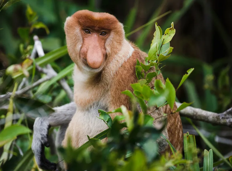 Proboscis Monkey, Borneo, Malaysia
