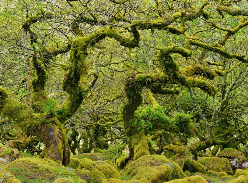 Wistmans Wood on Dartmoor,  Devon, England