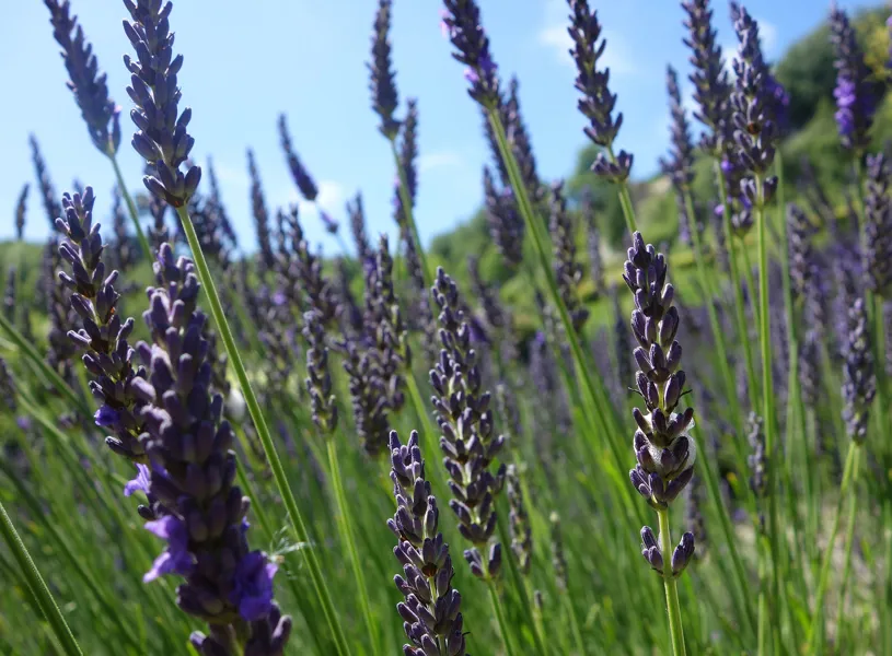 Cornish Lavender Farm