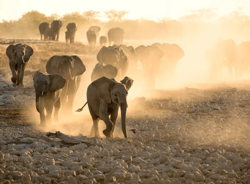 Kruger National Park, Elephants, South Africa