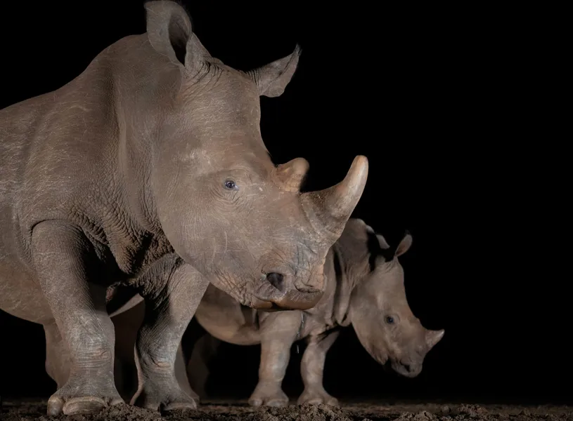 Rhino at Kruger National Park Night Safari, South Africa