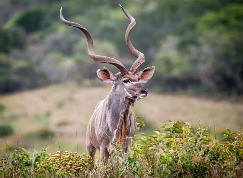 kudu grazing, Hluhluwe Imfolozi, KwaZulu Natal, South Africa