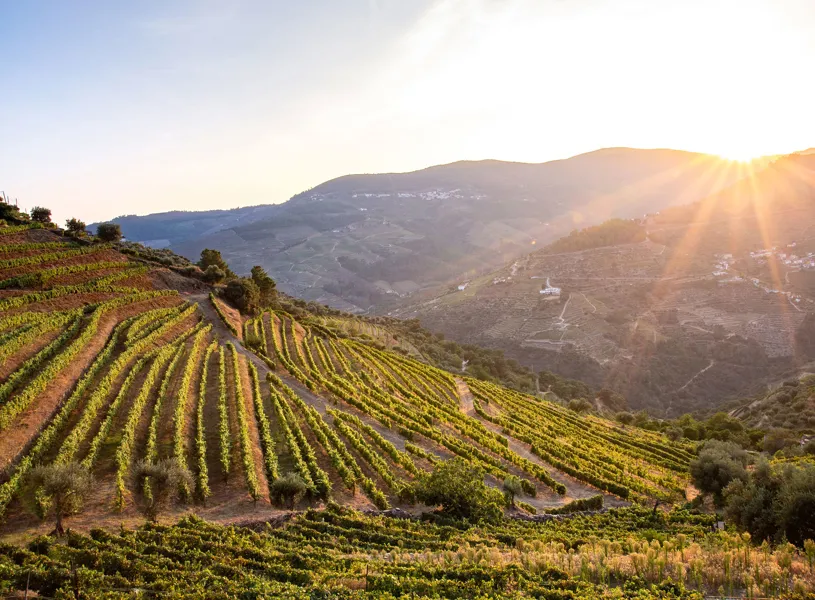 Vineyards, Douro, Portugal