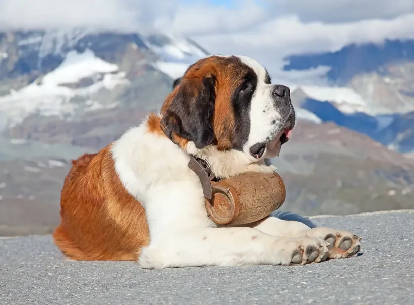 Barryland St Bernard Martigny Switzerland 