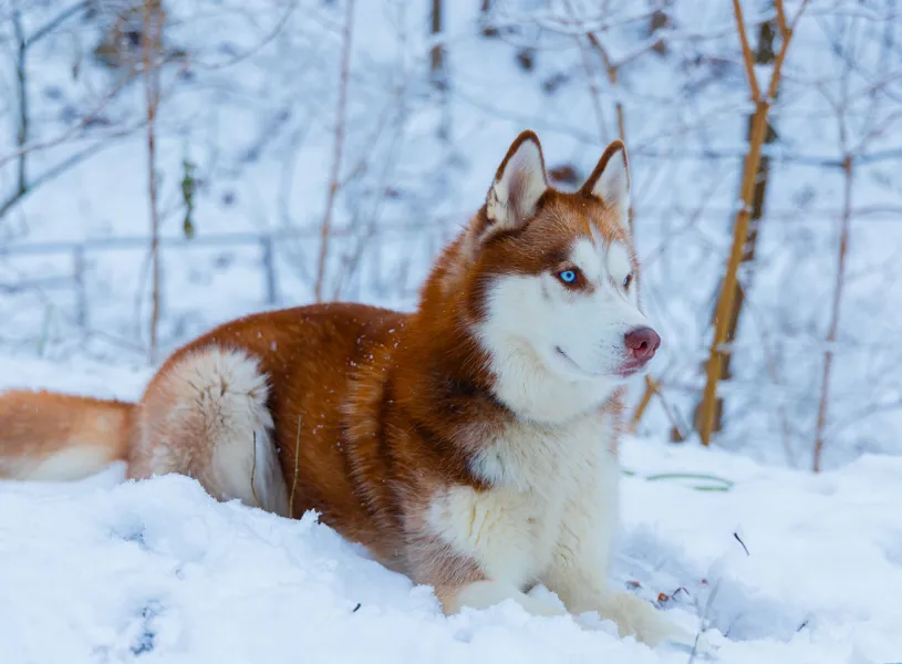Red Husky in the Snow
