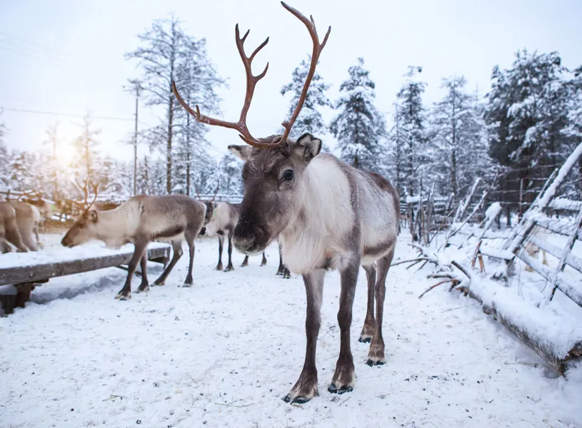 Herd of Reindeers on the Tundra