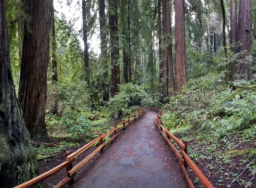 Foot Path Through Redwoods Trees Redwood National State Park Californa USA