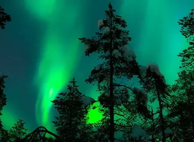 Silhouette Trees Against Sky During Aurora Borealis