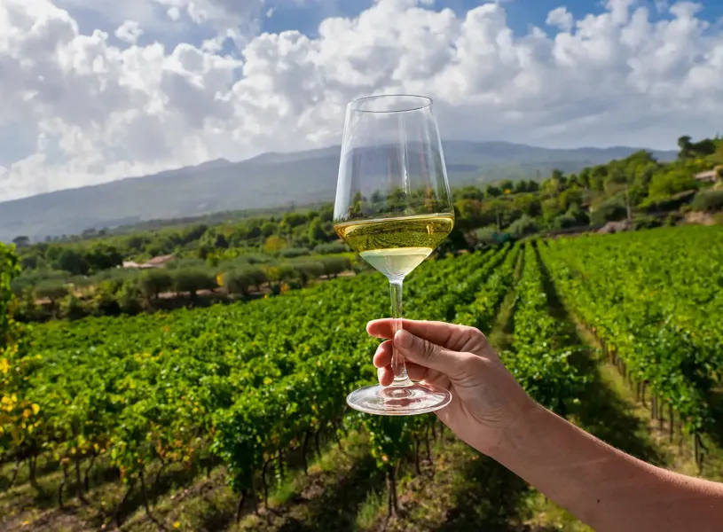 Etna Vineyards Catania Sicily 