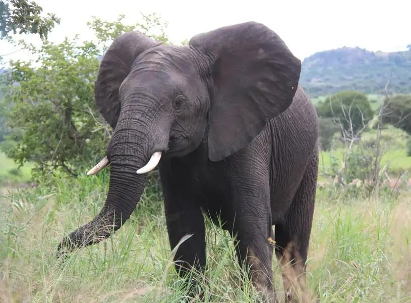 Tarangire Tanzania