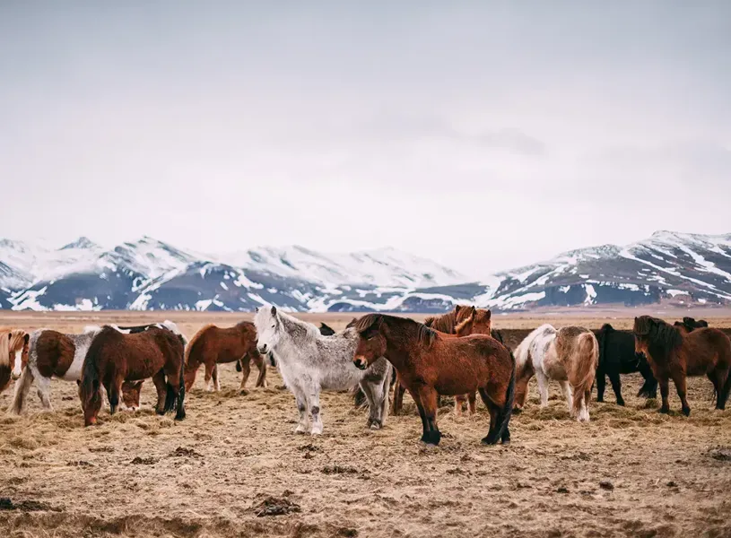 A herd of icelandic horses in front of the snowcapped mountains