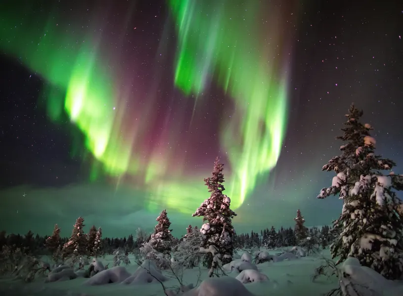 Northern Lights over a snow-covered forest, with green and purple aurora visible above snow-covered trees.