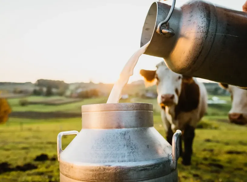 Raw milk being poured into container with cows in the background