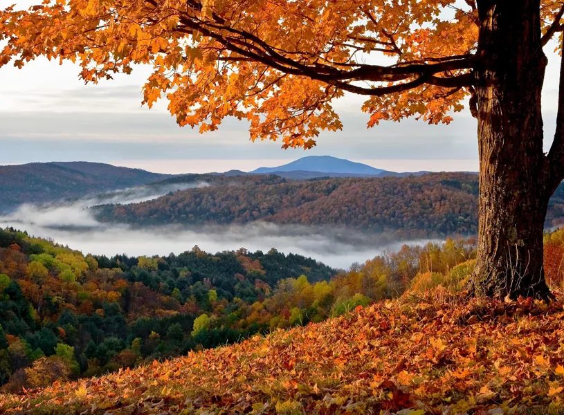 A scenic view of Vermont's foliage in the USA