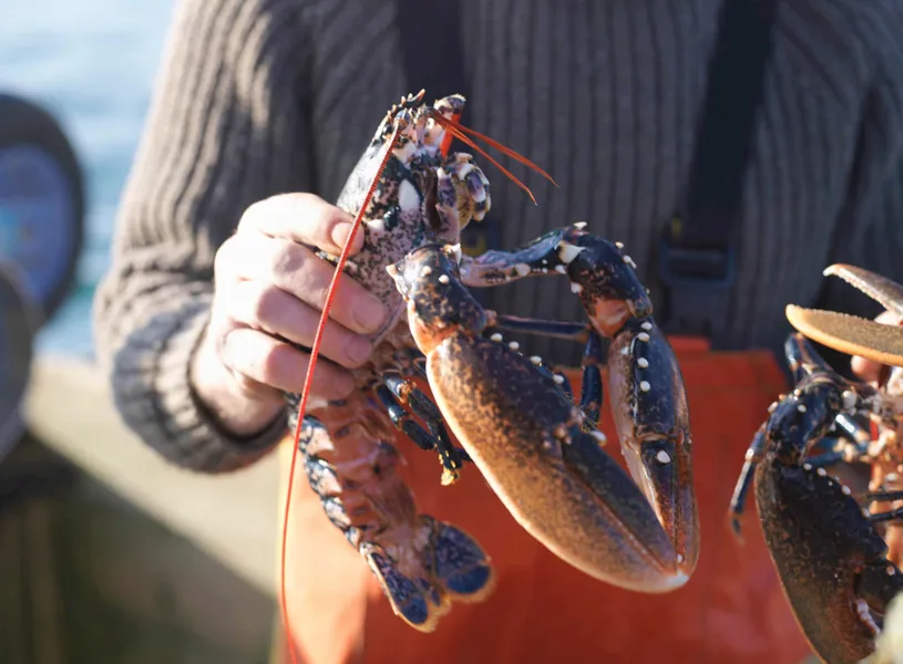 Man holding a lobster, Shediac Bay, New Brunswick, Canada