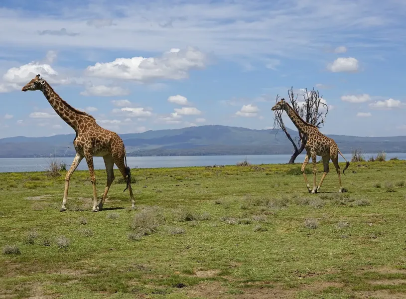 Giraffes Lake Naivasha Kenya 